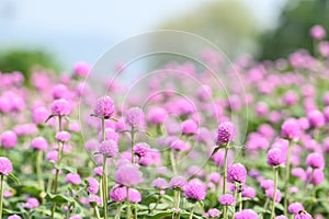 Pink Globe Amaranth flowers (Gomphrena globosa) blooming in garden