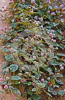 Pink globe amaranth flowers, Gomphrena globosa