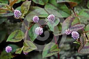 Pink globe amaranth flowers, Gomphrena globosa