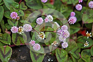 Pink globe amaranth flowers, Gomphrena globosa