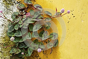 Pink globe amaranth flowers on the wall corner