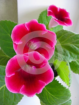 Pink gloxinia