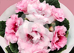 Pink Gloxinia Sonata Sinningia speciosa