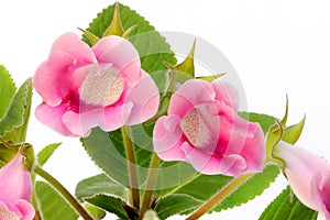 Pink gloxinia on white background