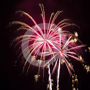 Pink and Gold Fireworks