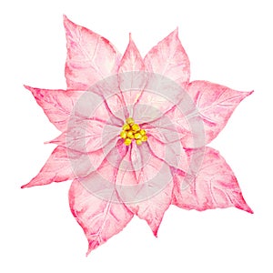 Pink and gold poinsettia. Watercolor hand drawn illustration of Christmas star. Clip art of winter symbol, new year