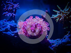 Pink goniopora flowerpot coral - LPS coral in a reef aquarium