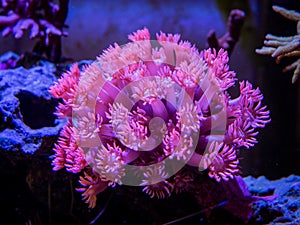 Pink goniopora flowerpot coral - LPS coral in a reef aquarium