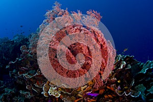 Pink gorgonian sea fan with fish