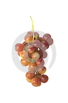 Pink grape cluster on white