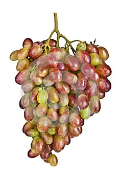 Pink grape cluster on white
