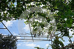 Pink grape Vitis vinifera growing on a pergola in August. Rhodes Island, Greece