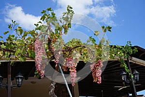 Pink grape Vitis vinifera growing on a pergola in August. Rhodes Island, Greece