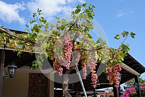 Pink grape Vitis vinifera growing on a pergola in August. Rhodes Island, Greece