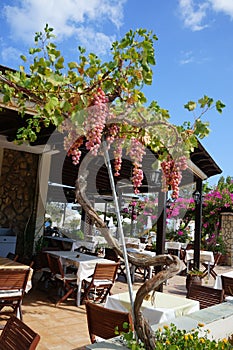 Pink grape Vitis vinifera growing on a pergola in August. Rhodes Island, Greece