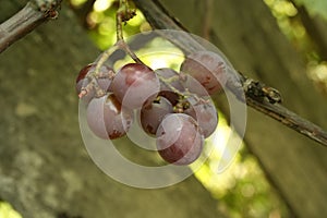 A pink grapes bunch