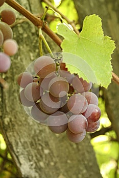 A pink grapes bunch