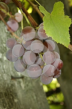 A pink grapes bunch