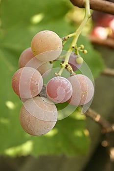 A pink grapes bunch