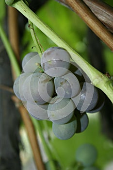 A pink grapes bunch