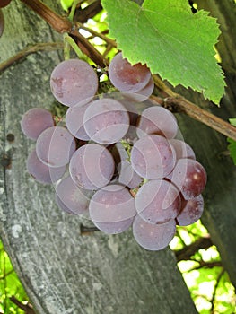 A pink grapes bunch