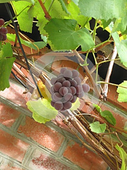 A pink grapes bunch