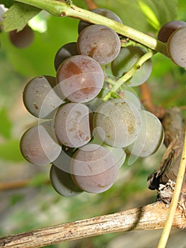 A pink grapes bunch