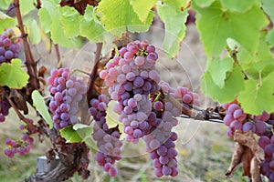 Pink grapes in france vineyard