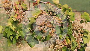 Pink. Grapes Vine With Green Leaf And Blurred Background
