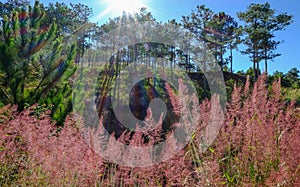 Pink grass at forest in Dalat, Vietnam