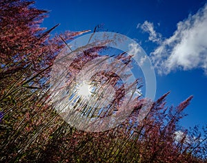Pink grass at forest in Dalat, Vietnam
