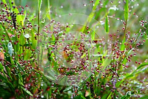 Pink grass flower fresh nature relax wallpaper background