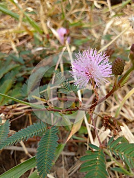 Pink grass flowers on the ground