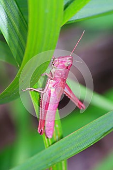 Pink grasshopper
