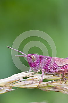Pink Grasshopper