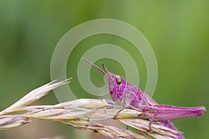 Pink Grasshopper
