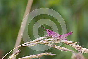 Pink Grasshopper