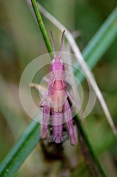 Pink grasshopper