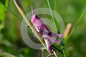 Pink grasshopper
