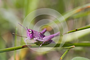 Pink Grasshopper