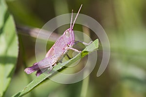 Pink Grasshopper
