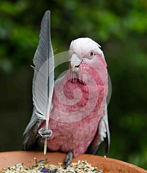 Pink and gray cockatoo (Eolophus roseicapilla) next to a feather perched on the fence