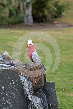 Pink and gray Galah