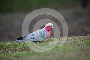 Pink and gray Galah