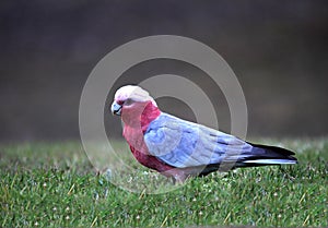 Pink and gray Galah