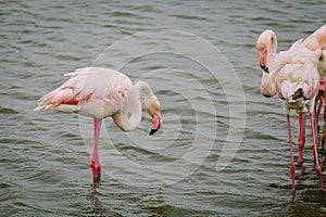 Pink great flamingo bird on a lake pond in La Camargue,
