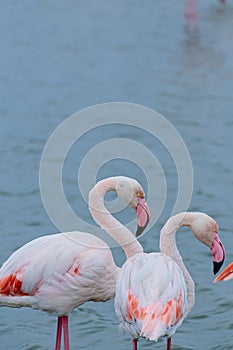 Pink great flamingos birds with pink beaks and feathers on a blurry blue lake background