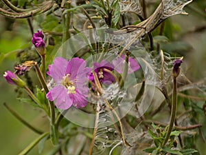 Pink great hairy willowherb flower.