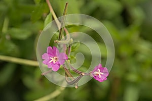 Pink great hairy willowherb flower. photo