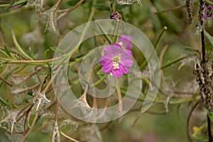 Pink great hairy willowherb flower. photo